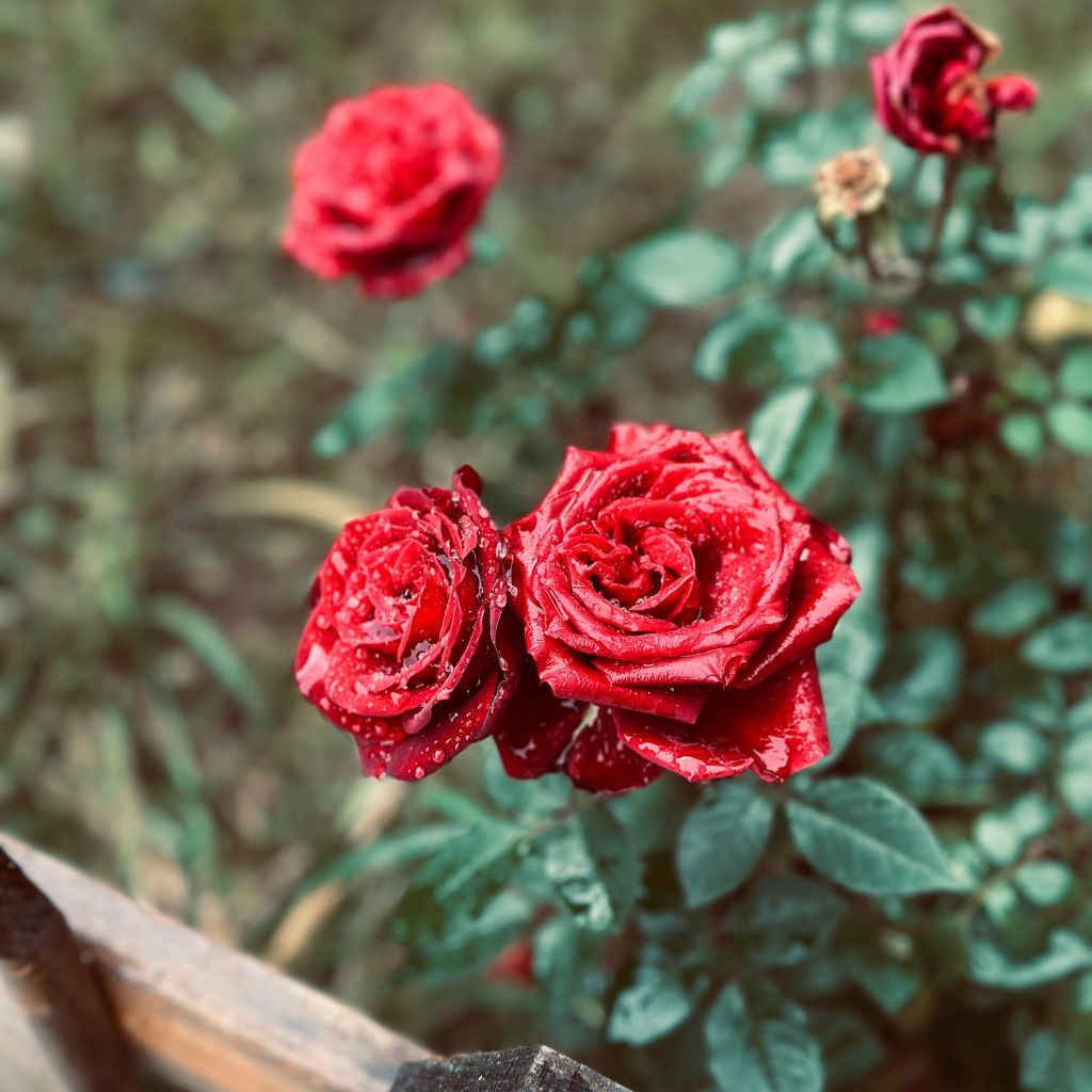 Návrh bez názvu (12)